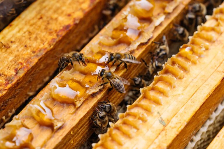 Blog macro photo of working bees on honeycombs. beekeeping and honey production image