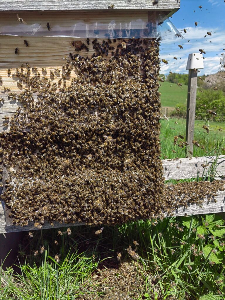 Blog bienenschwarm